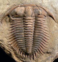 /album/hist%c3%b2ria-del-nostre-planeta/trilobites-jpg/